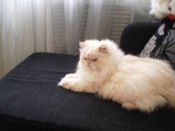 Ольга Стахеева