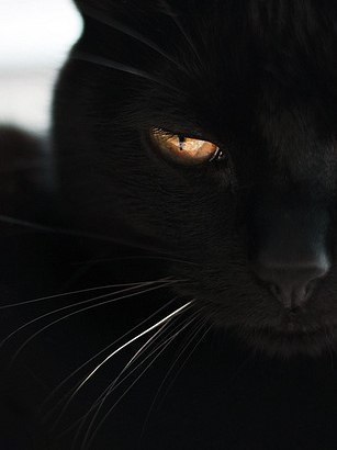 Никита Пилюгин