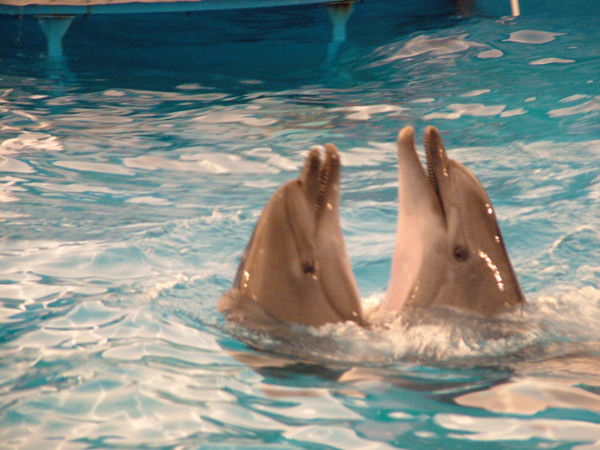 Сергей Коробов