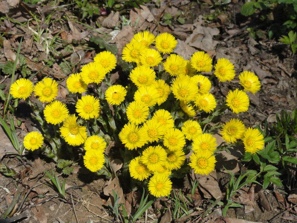 Светлана Светлана