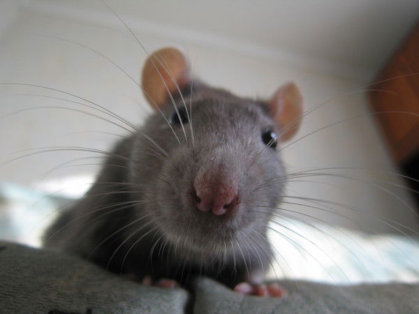 Павел Загогулин