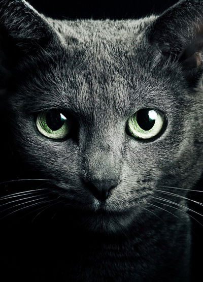 Алексей Струговщиков