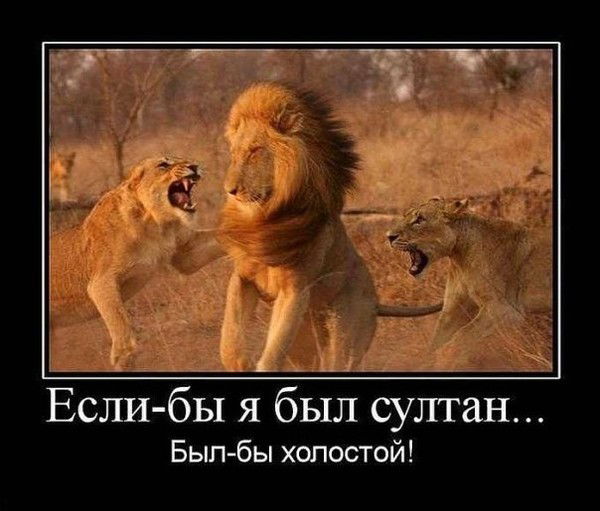 Слава Хотин