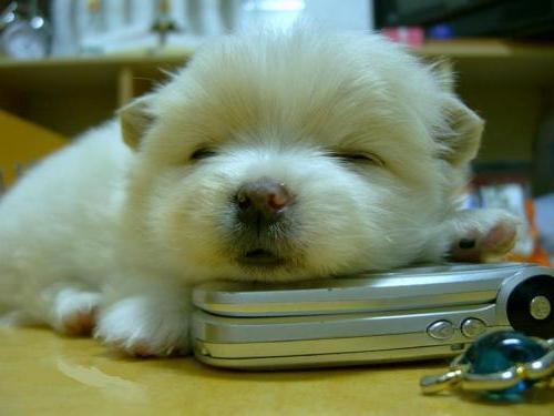 Елена Гадина