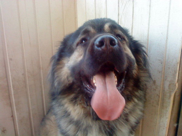 Александр Савельев