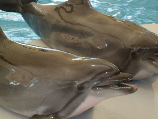 Андрей Андриянов