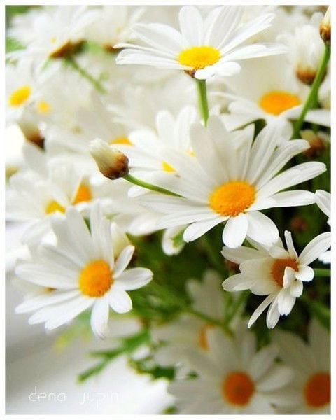 Ирина Веску