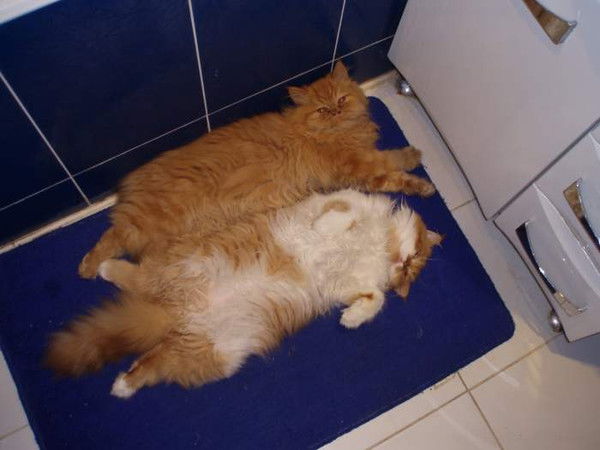 Елена Сергеева