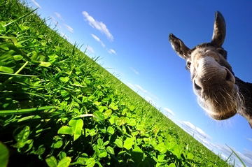 Сергей Сергей