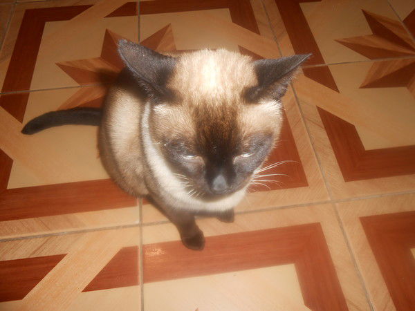 Тоша Я Кусаюсь