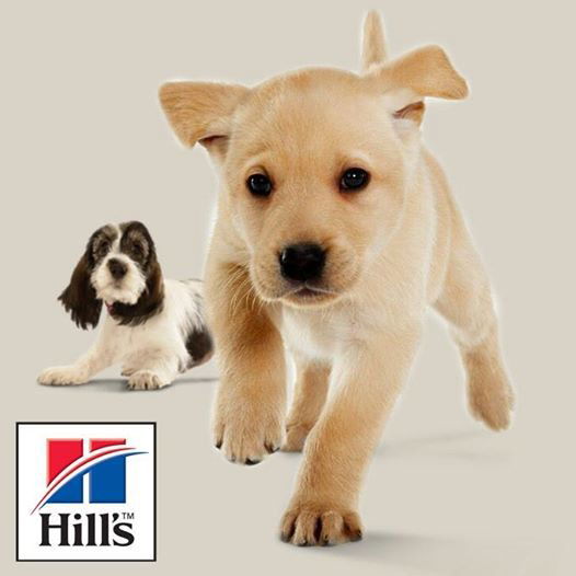 Николай Ромашкин