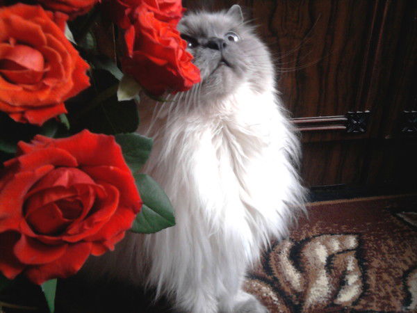 Ирина Стурова