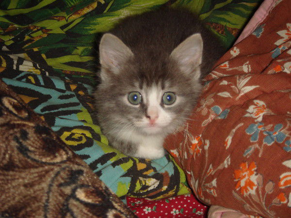 Андрей Дорохин