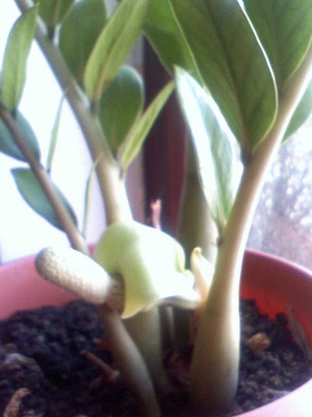 Михаил Плотников