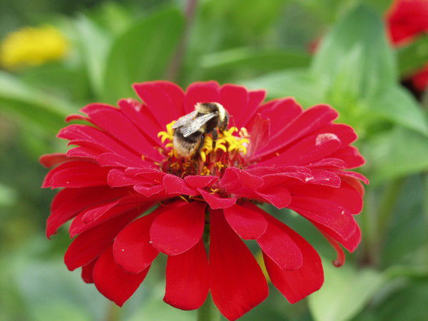 Инна Овчинникова