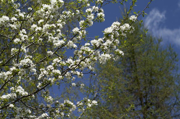 Ольга Иванчикова