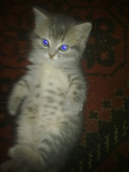 Геннадий Натаркин