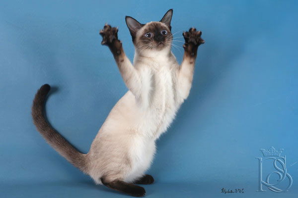 Владимир Мигальников