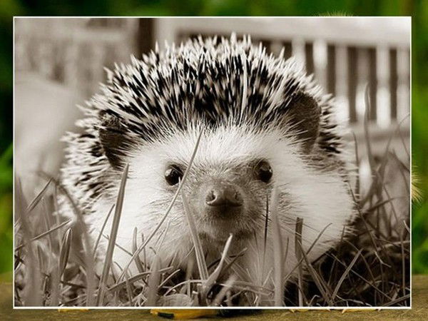 Светлана Матвеева