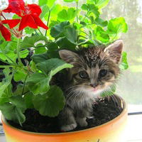 Данил Русалёв