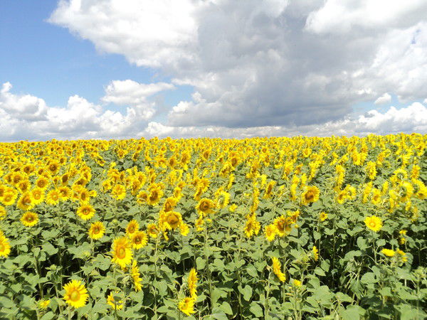 Татьяна Прокофьева