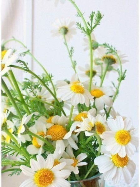 Елена Волченкова