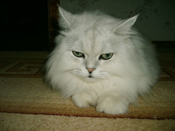 Сергей Николаев