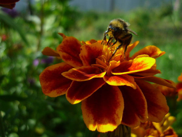 Светланка Ланка