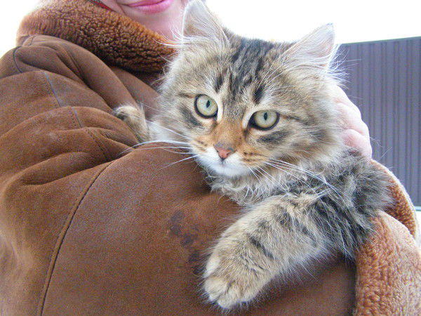 Елена Санина