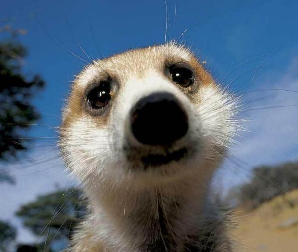 Сергей Гололобов