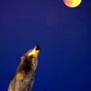 Lonely Moon