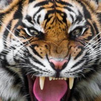 Мария Матвиенко