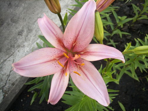 Юлия Поклонская