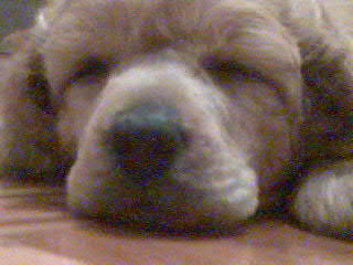 Елена Сахарина