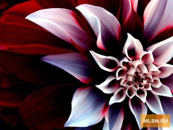 Эльвира Курманбекова