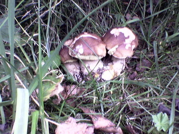 Наталья Верещагина