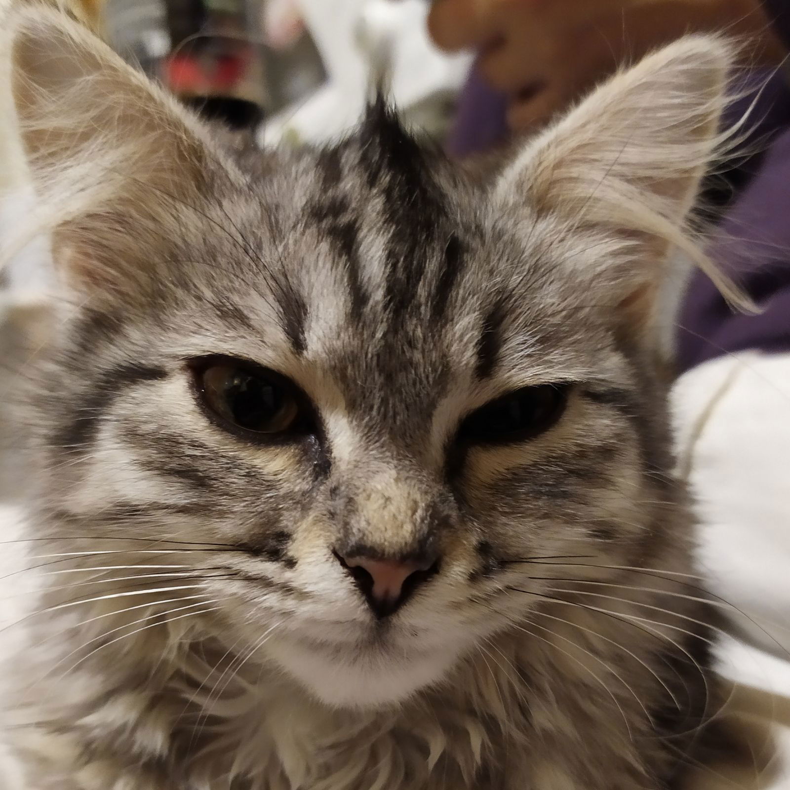 Игорь Ларин