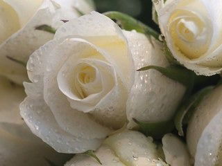 Светлана Толкачева