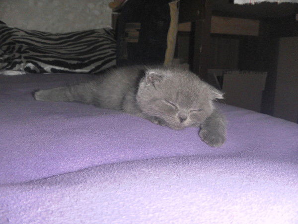 Ксения Шпак