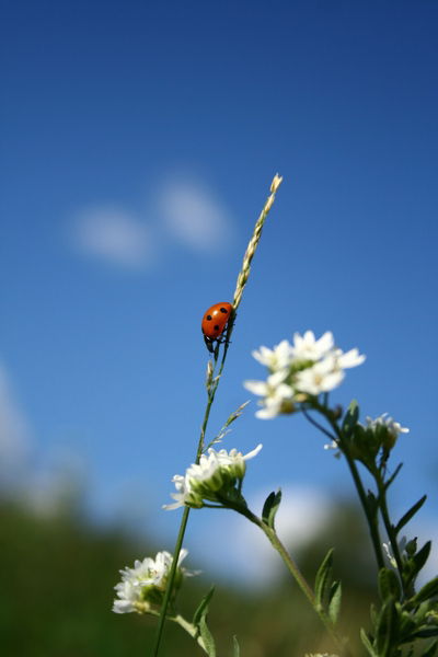 Костя Юрьев