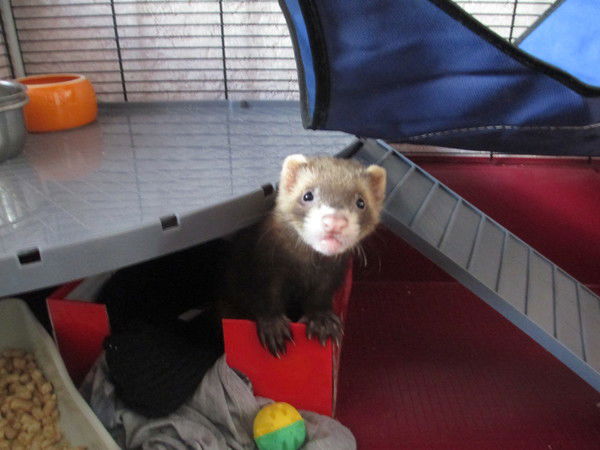 Марина Бургард