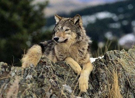 Юрий Сергеев