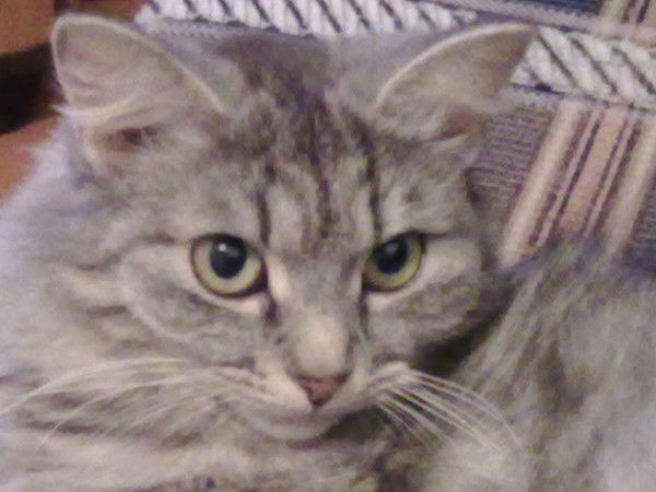 Ольга Анисимова