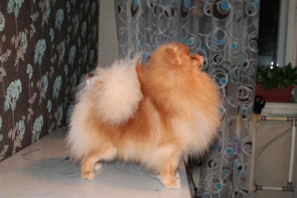 Светлана Захарова