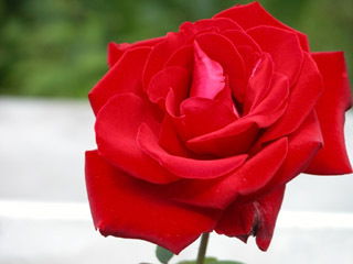 Лейля Тохтасинова