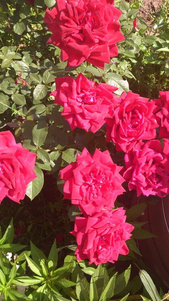 Алсу Гатауллина