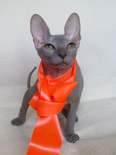 Елена Лобанова