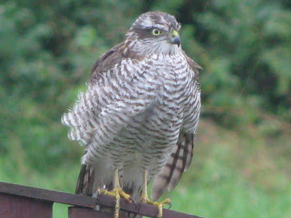 Андрей Петровский