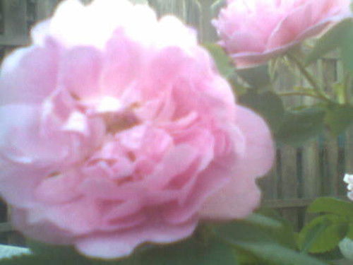 Алла Фадеева