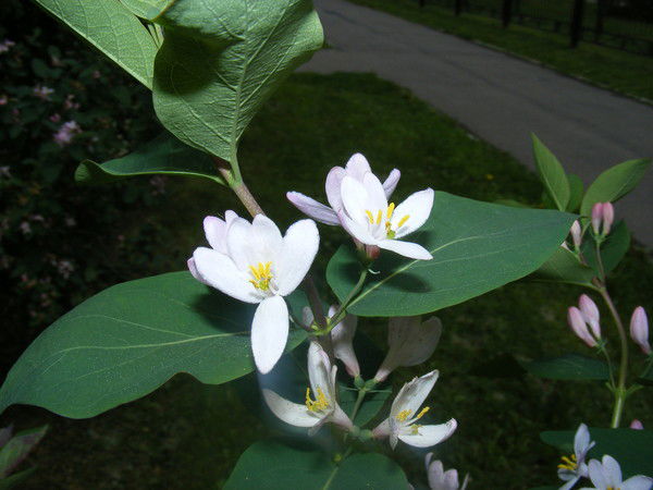 Гульсум Хасаншина